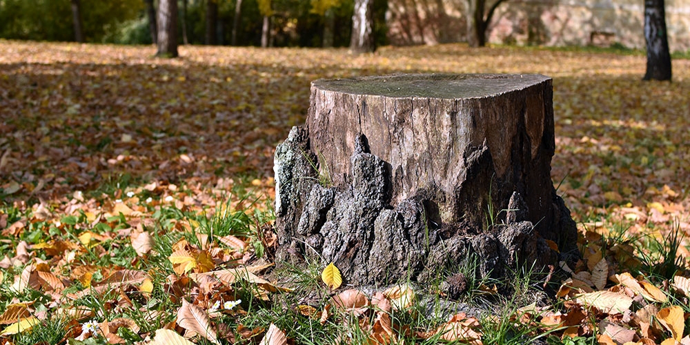 stump needing removal