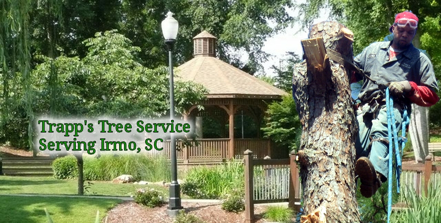 Best Tree Company In Tucker Georgia