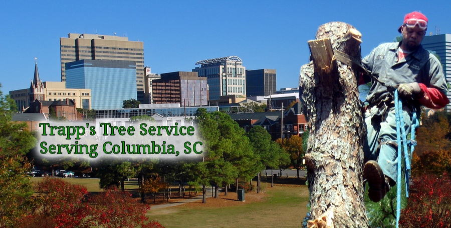 tree service and tree removal pros in Columbia SC